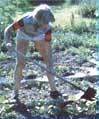 Growing green beans is easy and rewarding with little work to be done on your part.